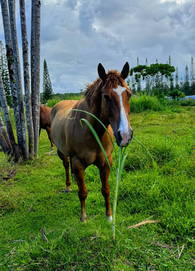 Image of the Week: Jack the horse