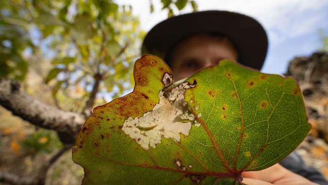 person holding leaf