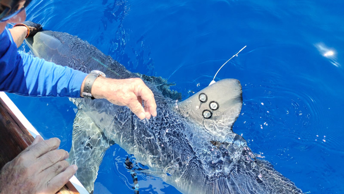 attaching tag to shark