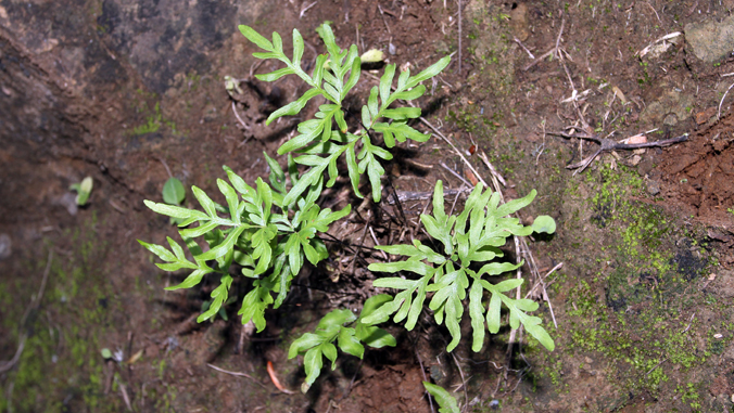 green fern in a rocky wall