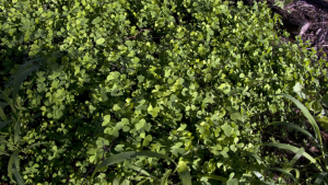 clover type plant