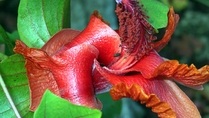 bright red plant