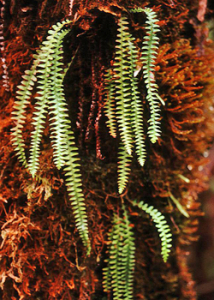 long fern on a rocky wall