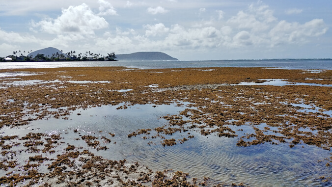 large patches of seaweed in the ocean