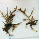 Invasive seaweed may better adapt to changes than native species in Hawaiʻi waters