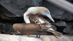 large bird on a ledge