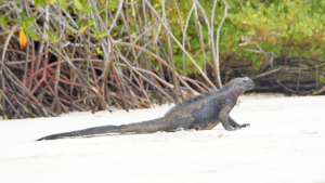 large iguana on the sand