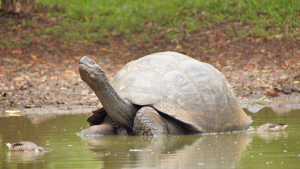 large tortoise in the water