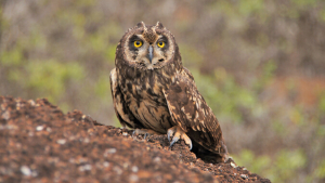 large owl in a tree