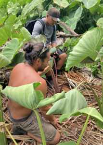 people working in the fields