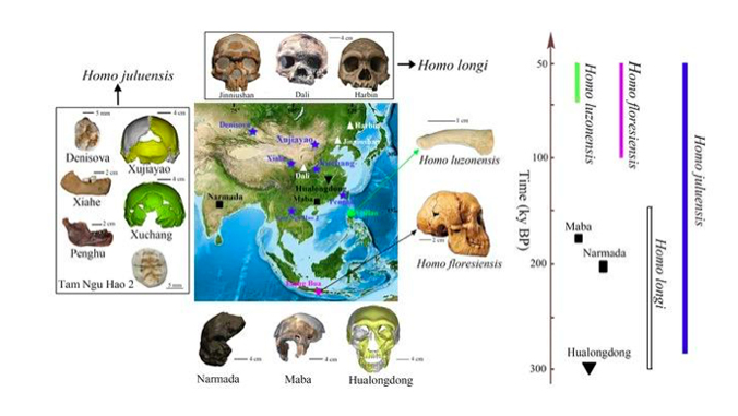 diagram and charts of human evolution