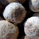 UH students launch genki balls to combat Ala Wai water pollution