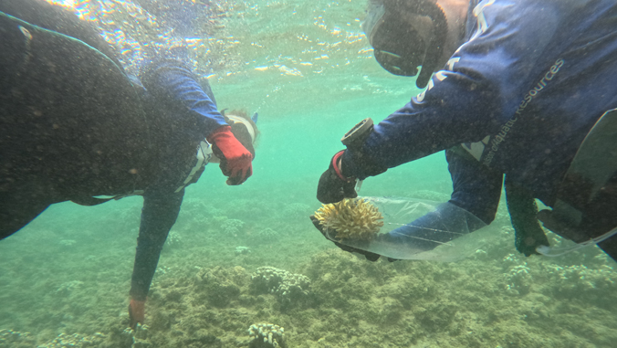 people underwater retrieving a coral