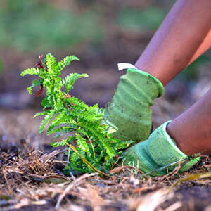 Maui youth join UH partnership’s conservation, fire mitigation efforts