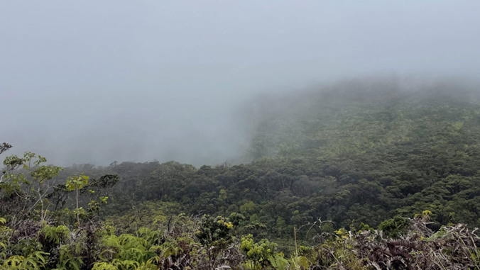 clouds in forests