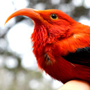 UH researchers use AI, Hawaiian chant to save native birds