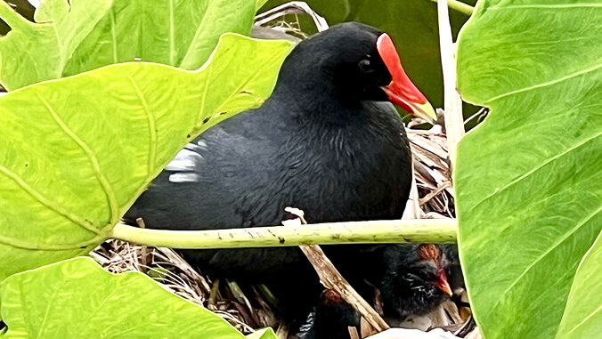 black bird with red beak