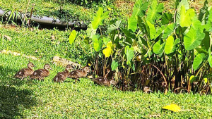 ducks and ducklings