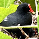 Endangered native birds find home in Kauaʻi CC loʻi