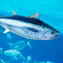 Large marine protected areas are boosting fish catch rates