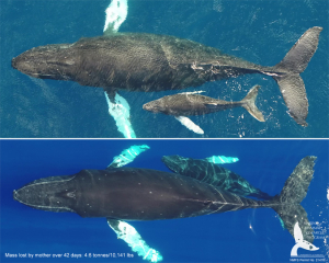 mother and calf humpback whales