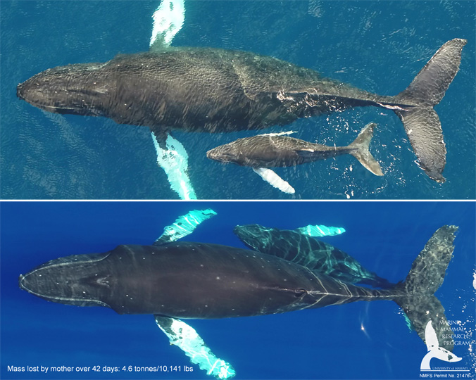 Humpback Whale Mother Calf Health Assessed Using Drone Tech University Of Hawai I System News