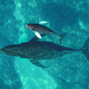 Humpback whale mother-calf health assessed using drone tech