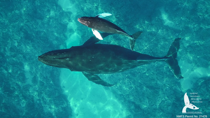 mother and calf humpback whales