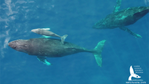 humpback whale mother and baby