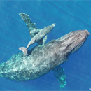 Pregnant humpback whales’ energy needs increase when fasting during migration