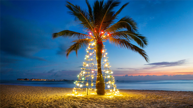 Palm tree with Christmas lights