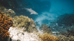 coral reef with a shark