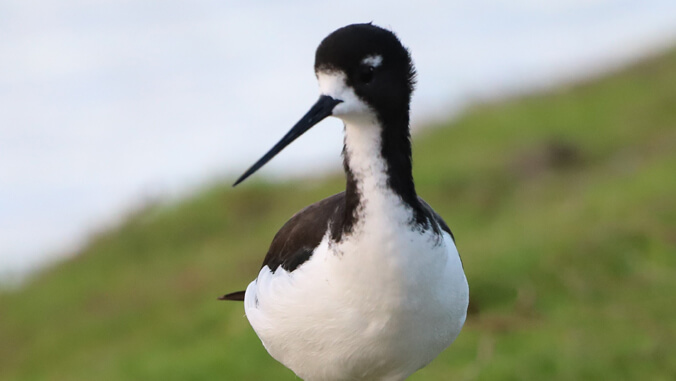 Hawaiian stilt