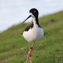 Image of the Week: Aeʻo (Hawaiian stilt)