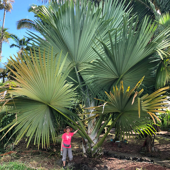 Botanical Garden at UH Hilo earns global recognition