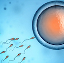 Key gene’s role in male fertility focus of $2.4M study