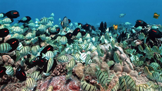 colorful fish in the ocean