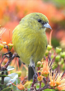 closeup of a small green bird