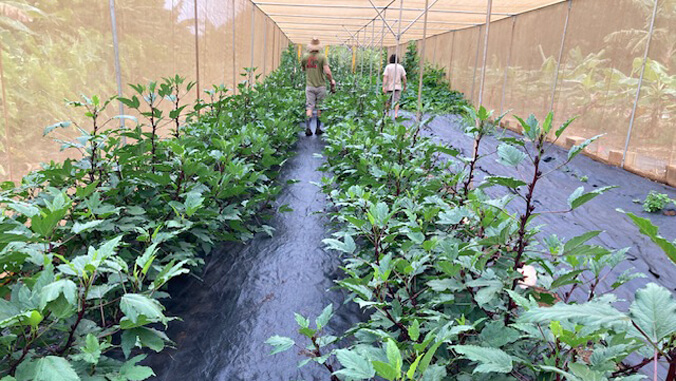 People in a greenhouse