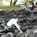 UH Hilo study confirms sewage leaks into Keaukaha waters