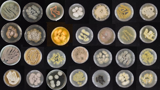 many petri dishes with fungi samples