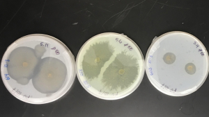 samples of fungi in petri dishes