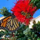 Image of the Week: ʻŌhiʻa lehua