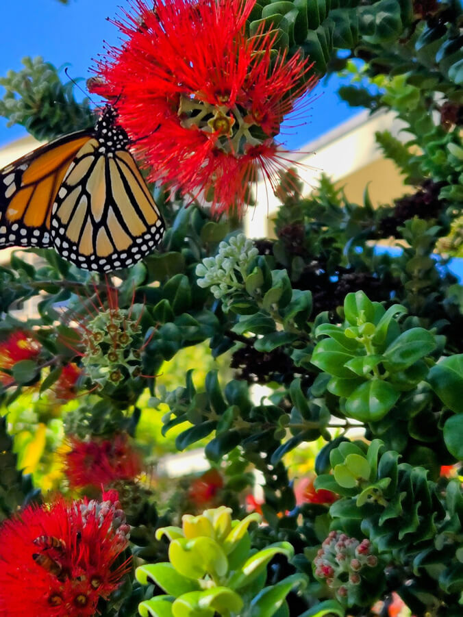 Butterfly on an ohia lehua blossom