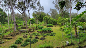 large forest with trees