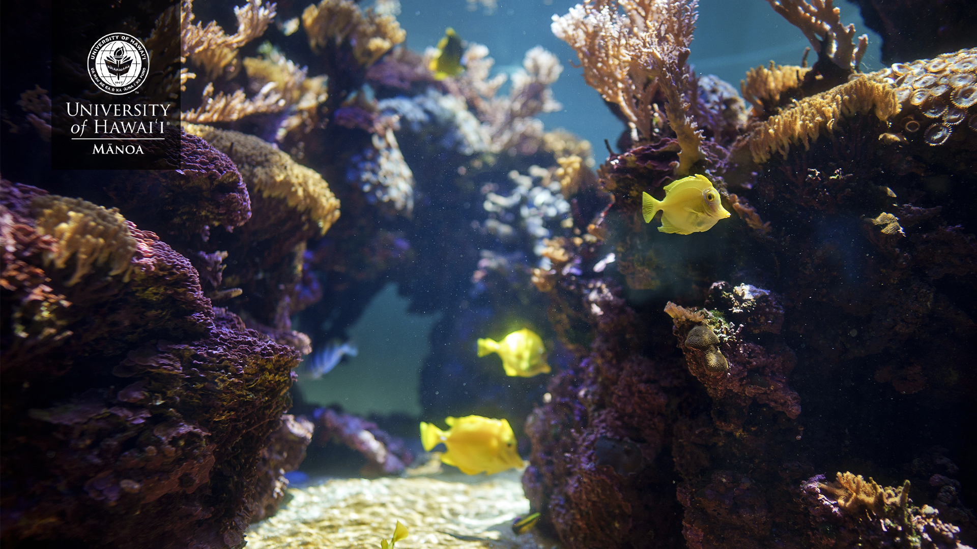 Waikiki Aquarium